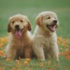 flat750x075f pad750x1000f8f8f8 7 - Golden Retriever Shop UK