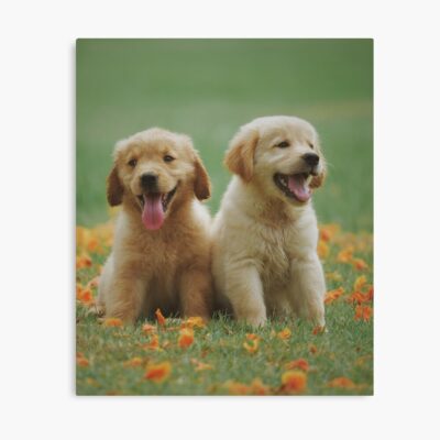 Two Friends Golden Retriever Puppies Poster