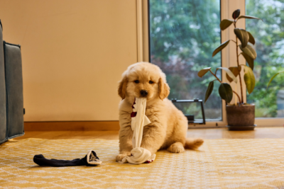 250506 Livingroom SHOT 10 0173 FR scaled 1 - Golden Retriever Shop UK