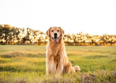 Goldensgoldenfunfact15YHO 0 - Golden Retriever Shop UK
